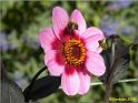 Parc floral 025